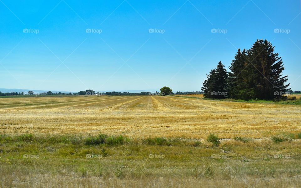 Panoramic view of a cereal crop field after de harvest. Butte County, Idaho, USA.