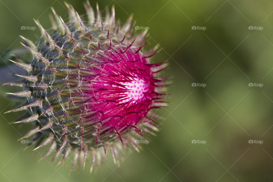 Blooming thistle close up . Colors of nature concept