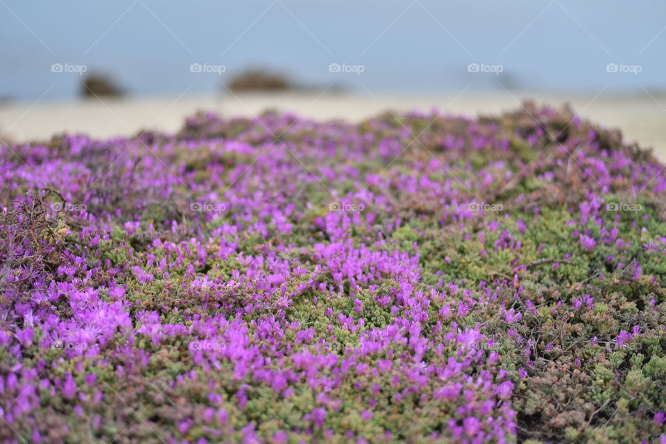 Pink iceplant on coast