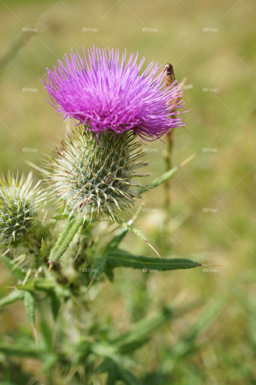 Thistle