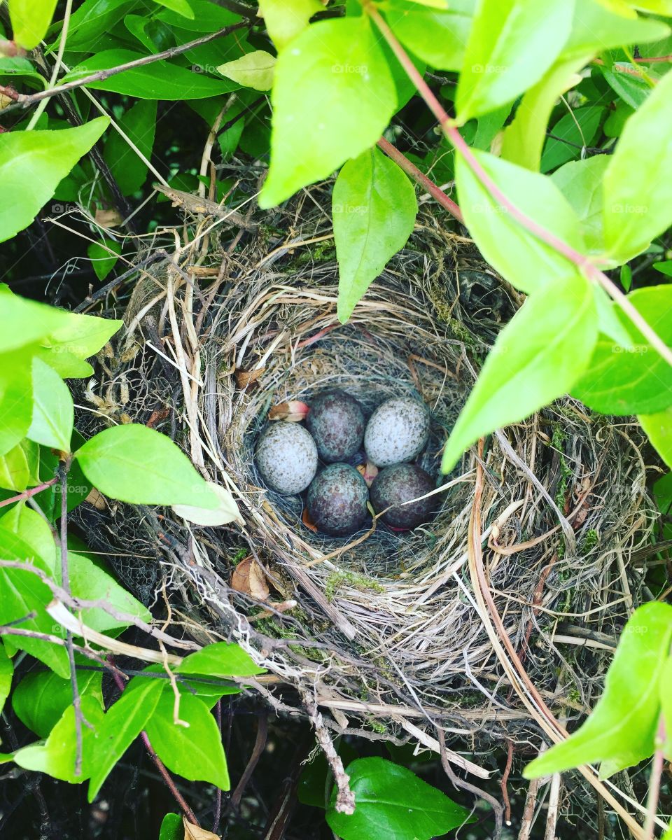 Spring nest