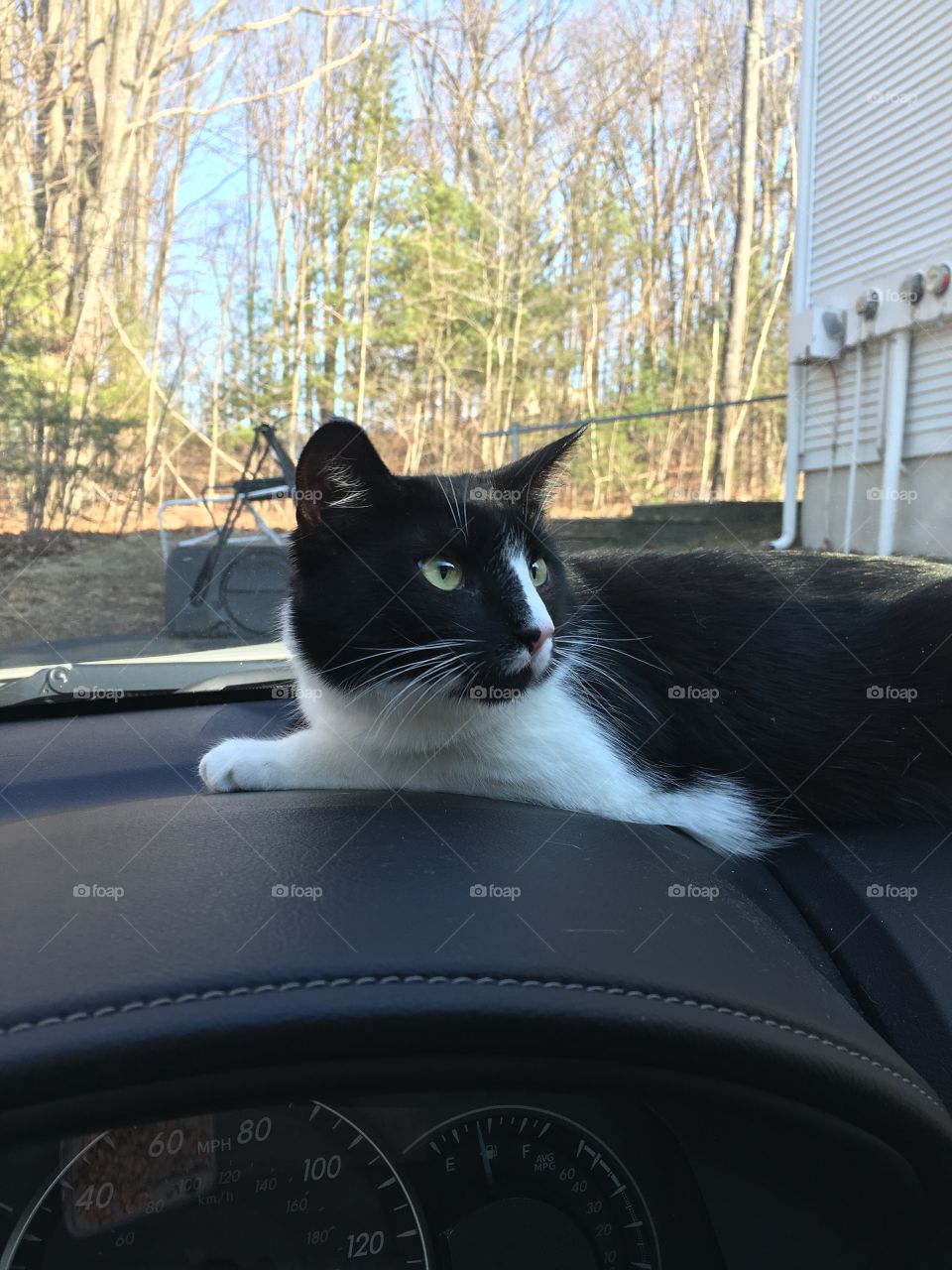 Kitty in the car
