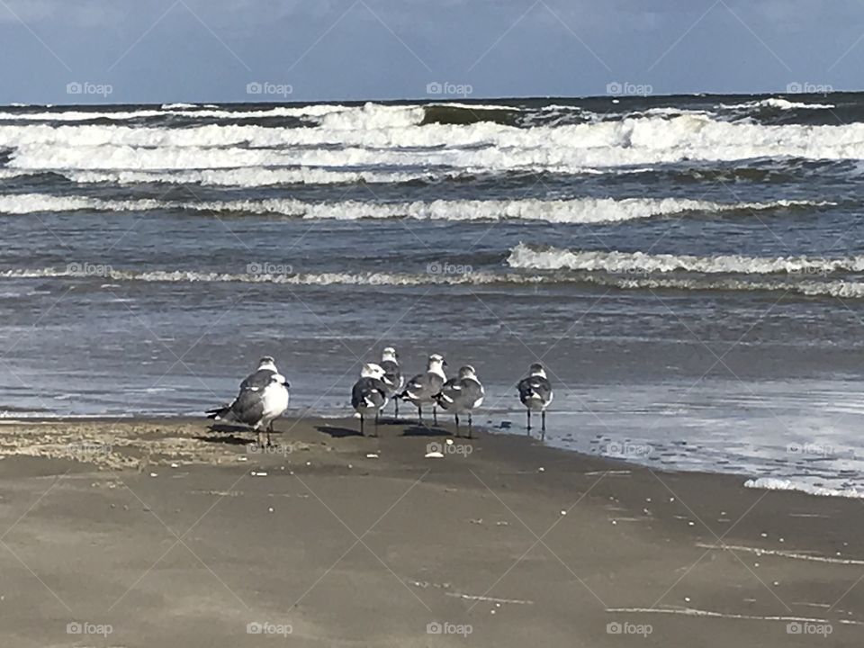 Galveston