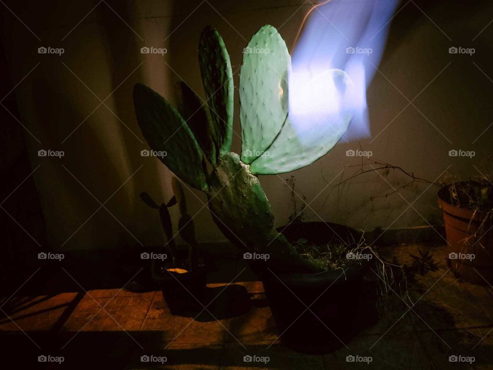 Conceptual shot, with long exposed, of a cactus, using a smartphone flashlight. Nighttime shot at Garden.