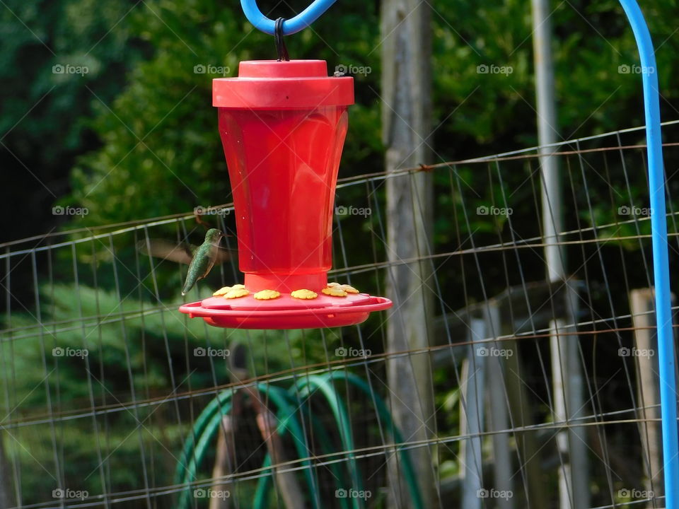 Hummingbird Drinking at Feeder