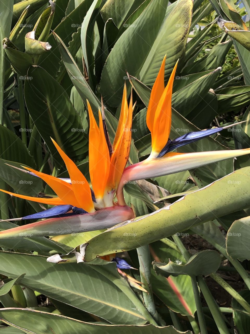 Bird of Paradise