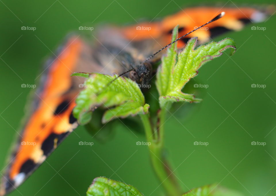 Butterfly Macro