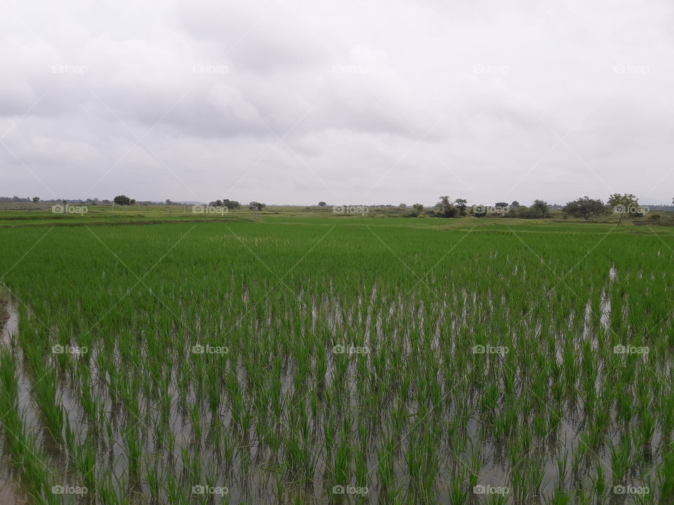 The picture of rice field in rainy days