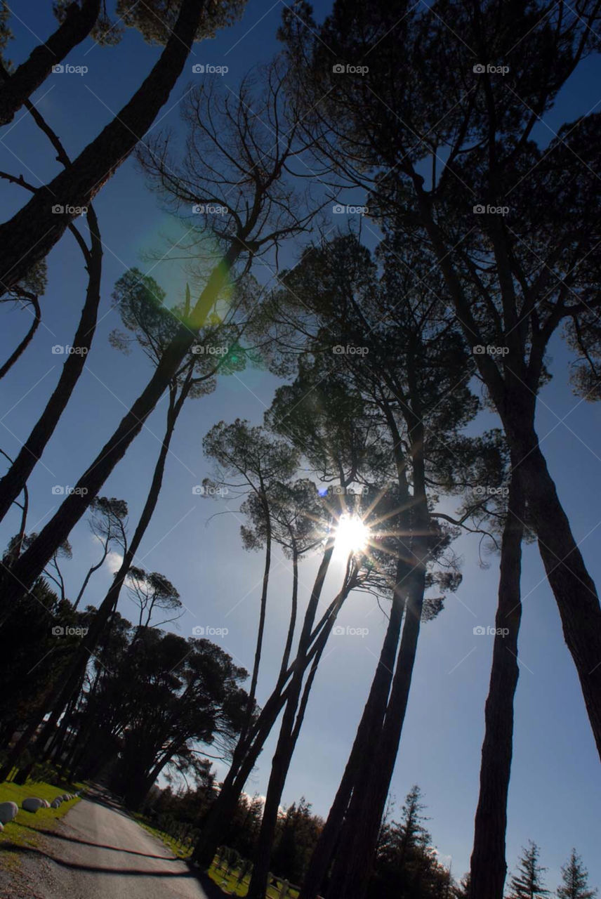 sky trees road path by el62580000