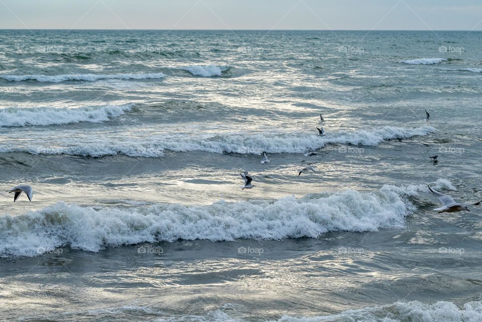 Mission Birds&Bees - Nature in Motion