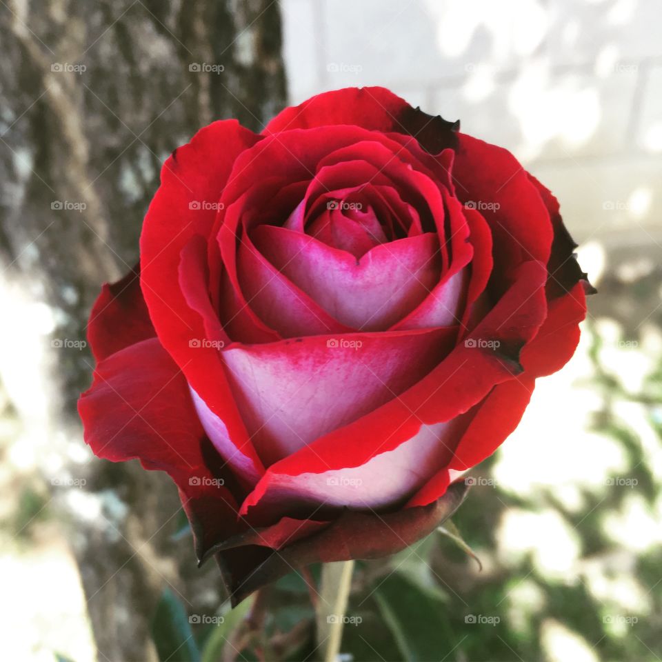 COLOR: red (foap Missions) 🌹 🇺🇸 Very beautiful flowers to brighten our day.  Live nature and its beauty. Did you like the delicate petals? / 🇧🇷 Flores muito bonitas para alegrar nosso dia. Viva a natureza e sua beleza. Gostaram das pétalas delicadas? 