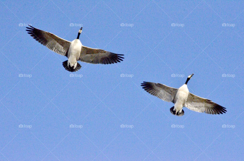 Geese overhead