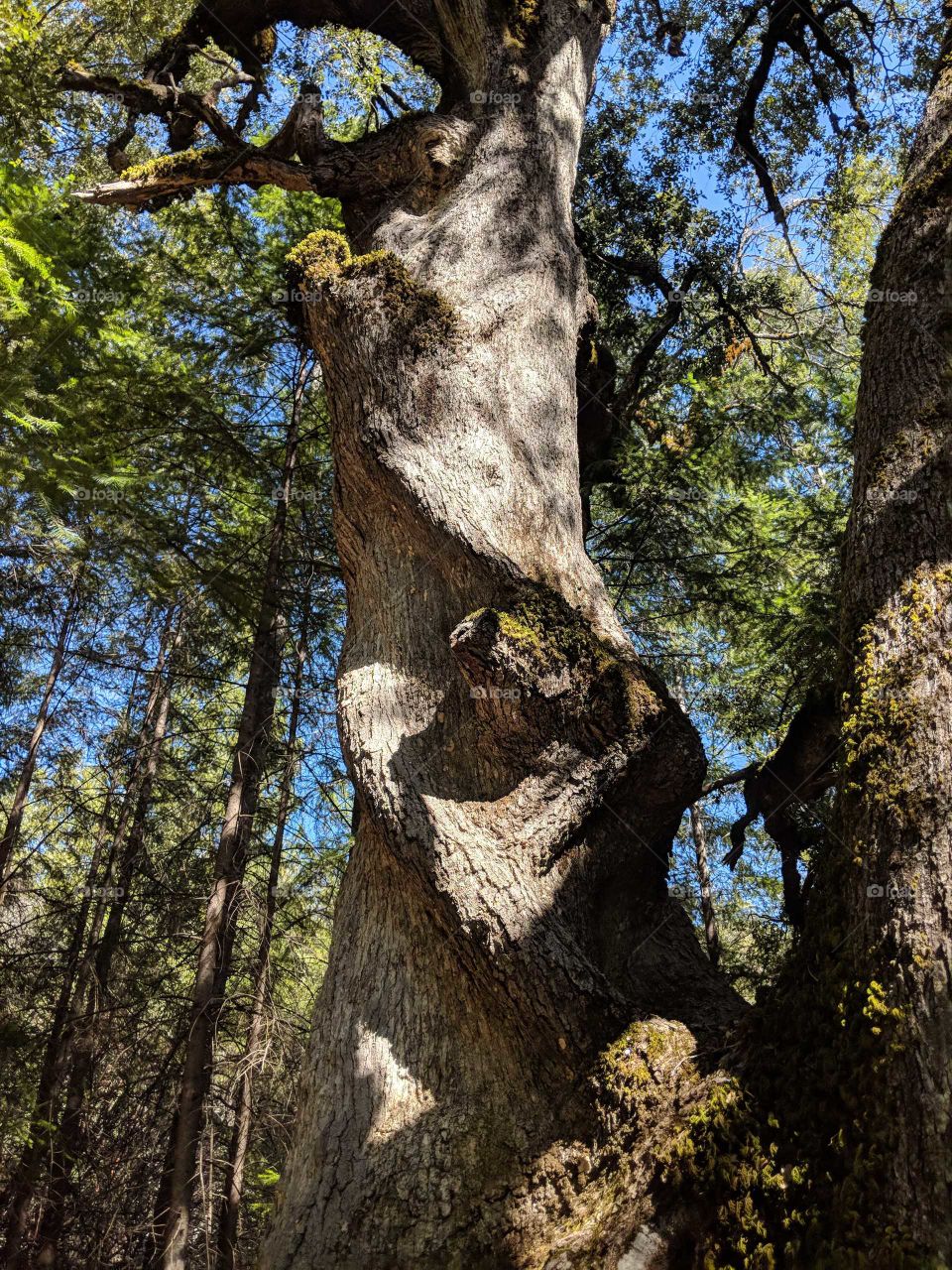 Beautiful winding tree in a California National Forest