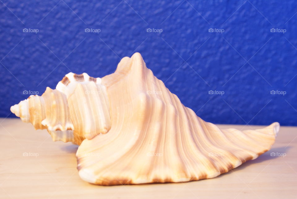 Sea shell 