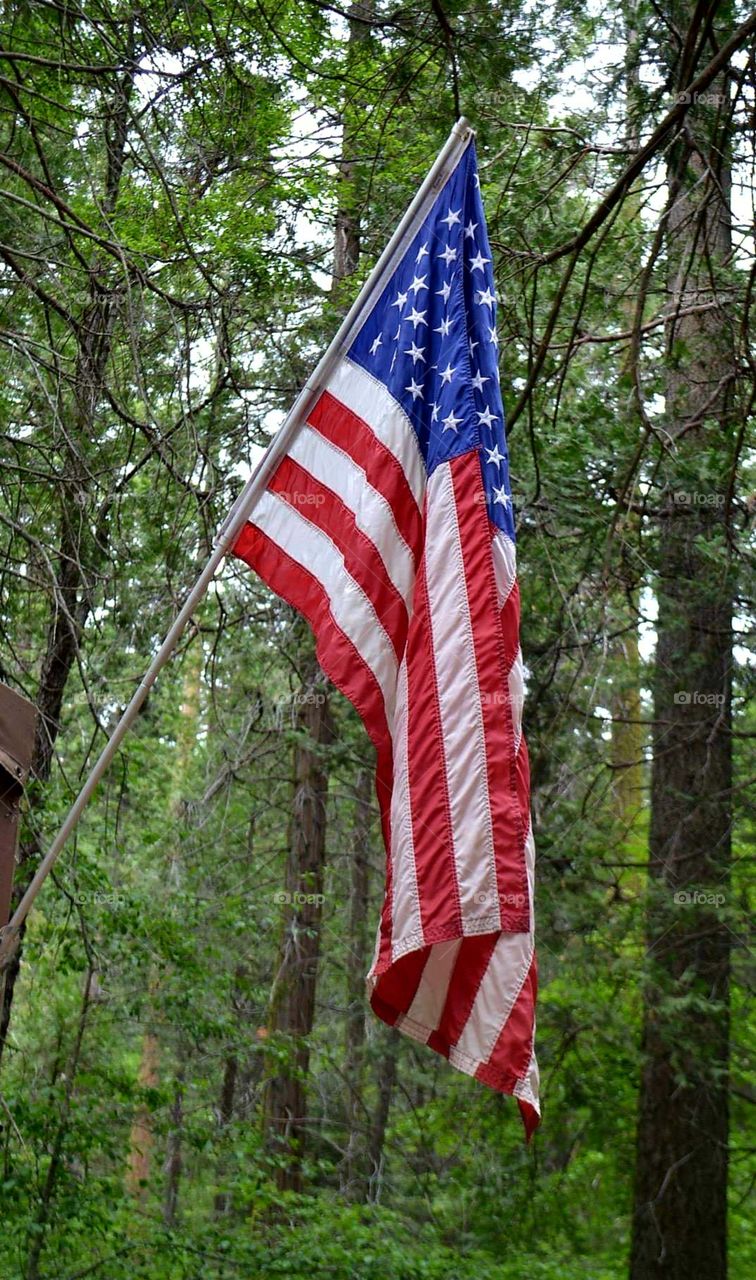 US flag amongst the trees