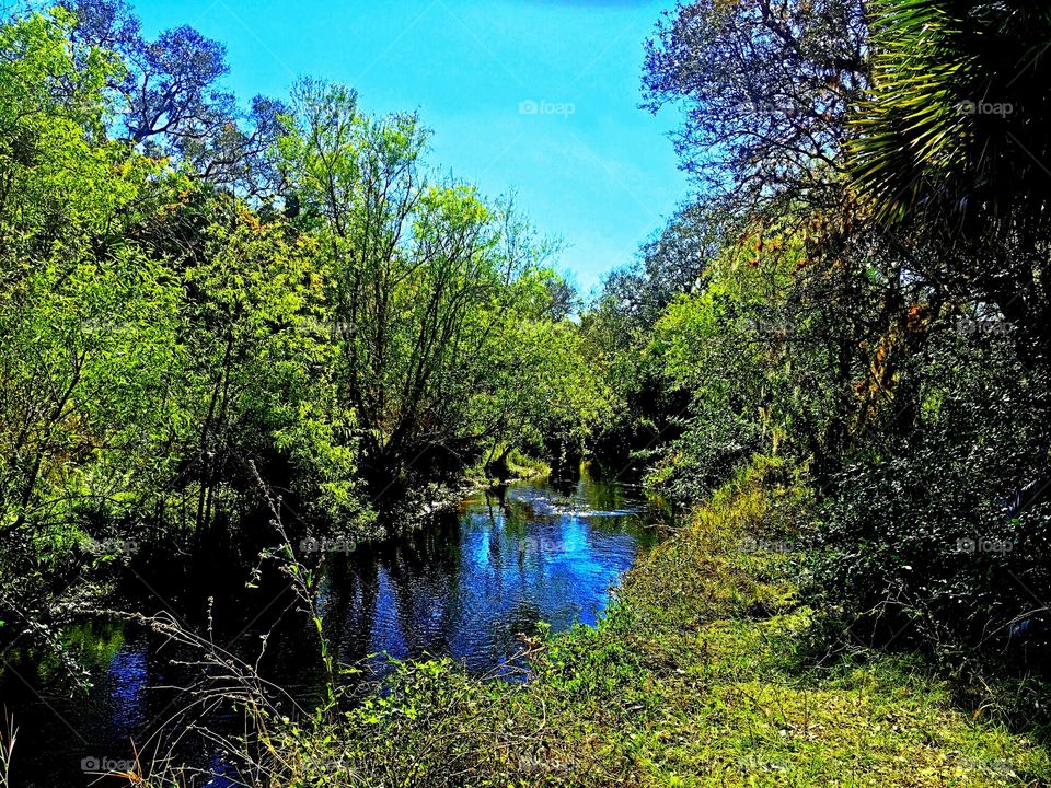 River through the woods