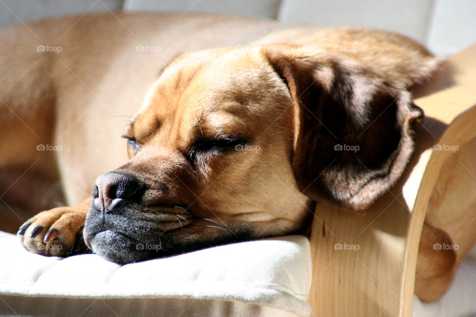 Sunbathing dog