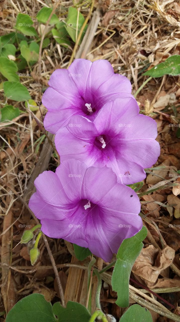Violet flower