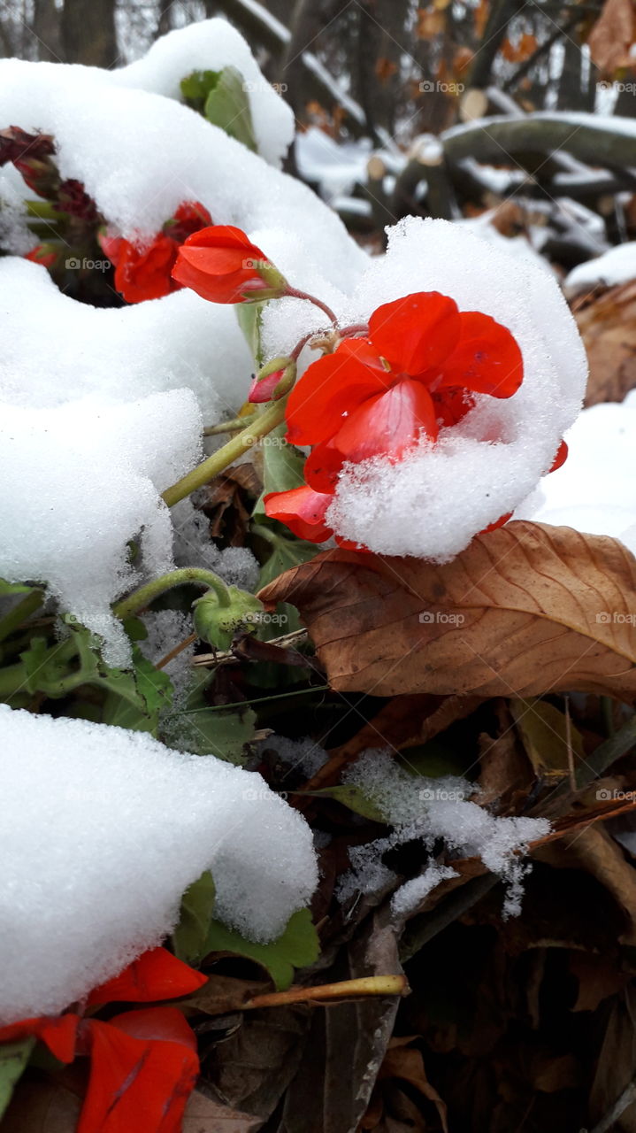 цветы в снегу