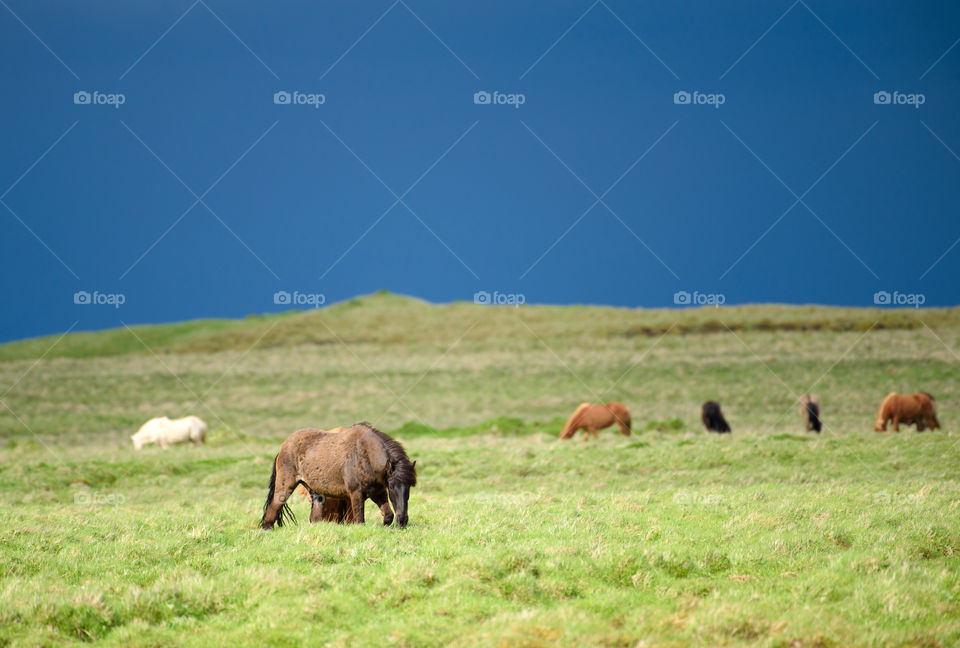 Herd of icelandic wild horses grazing in the fresh green pasture in the countryside of Southern Iceland