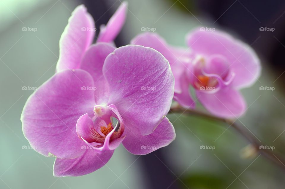 Orchids 157