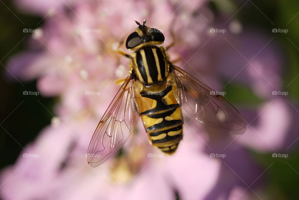 High angle view of bee