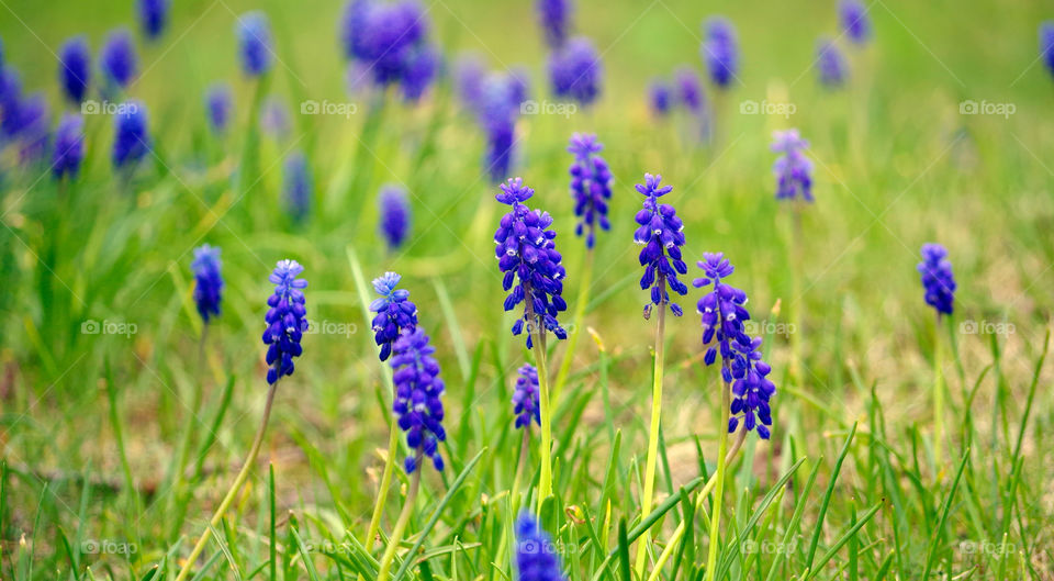 Purple flowers growing on field in Berlin, Germany.