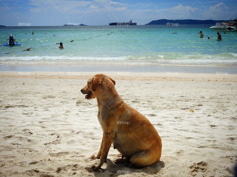 Dog relaxing on the beach 