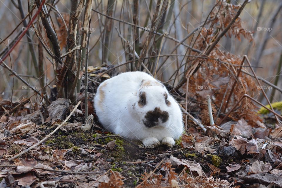 A Bunny In A Bush