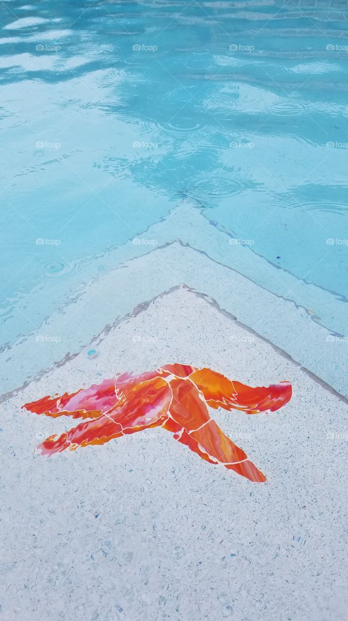 Cute orange starfish in the swimming pool