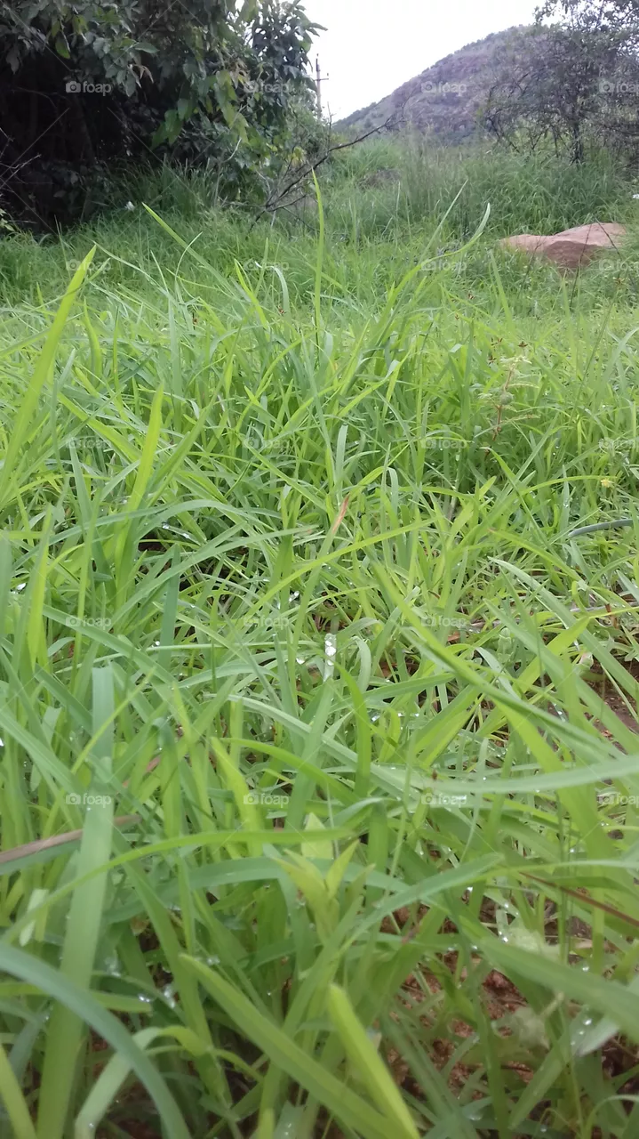 scenery of greenary