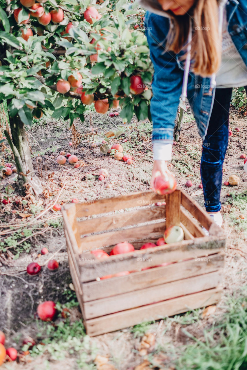 Picking apples