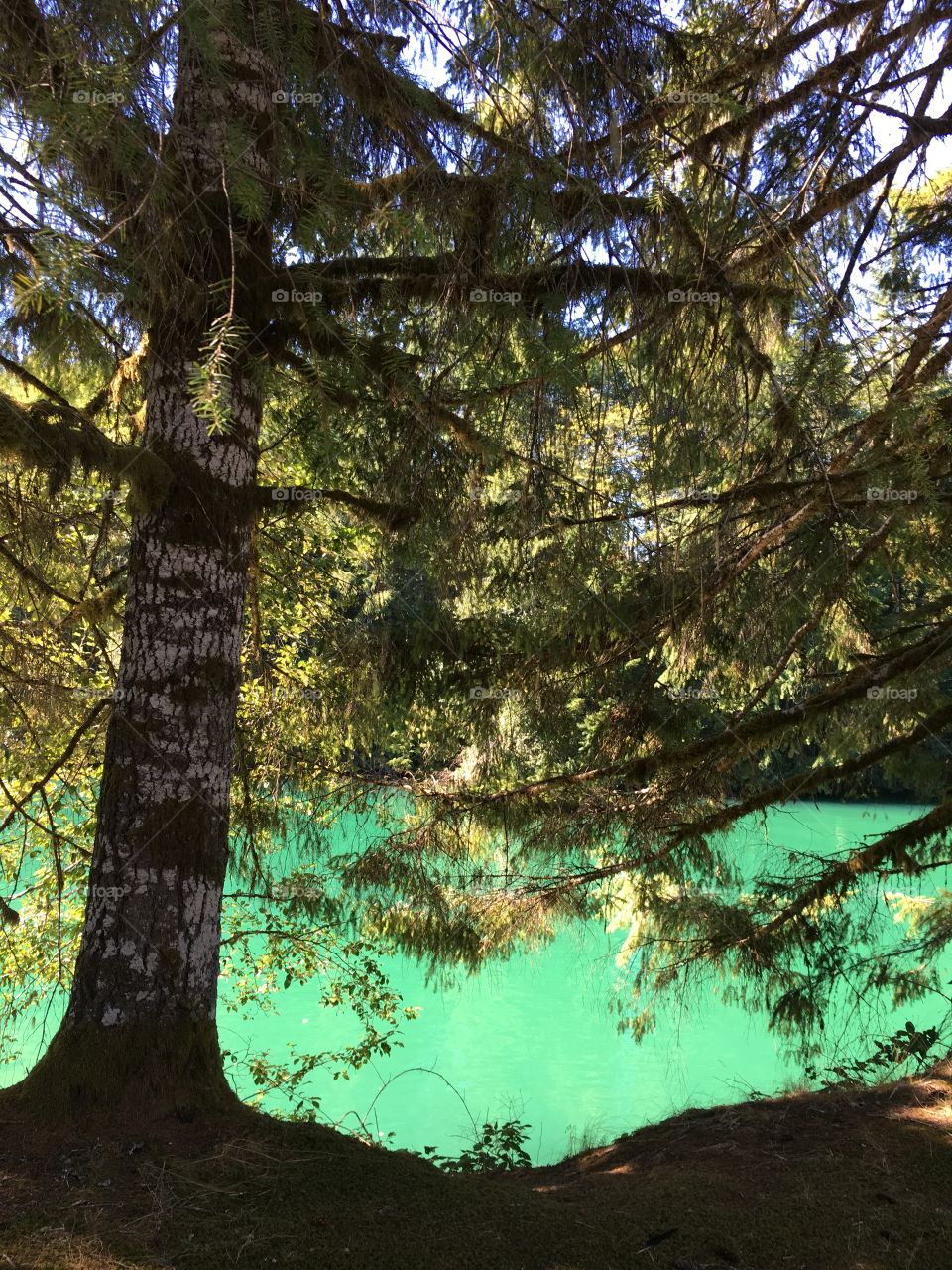 Baker Lake through the trees