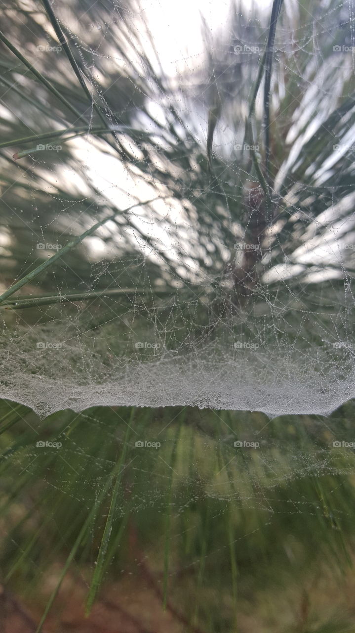 web