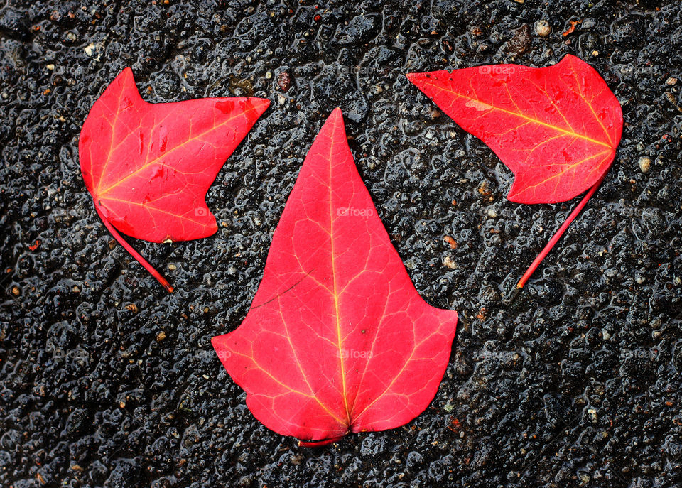 Three Red Leaves on Wet Pavement