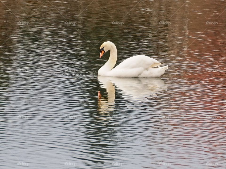 Swan