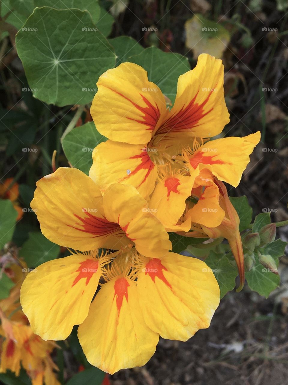 Portrait of two vibrant nasturtiums 