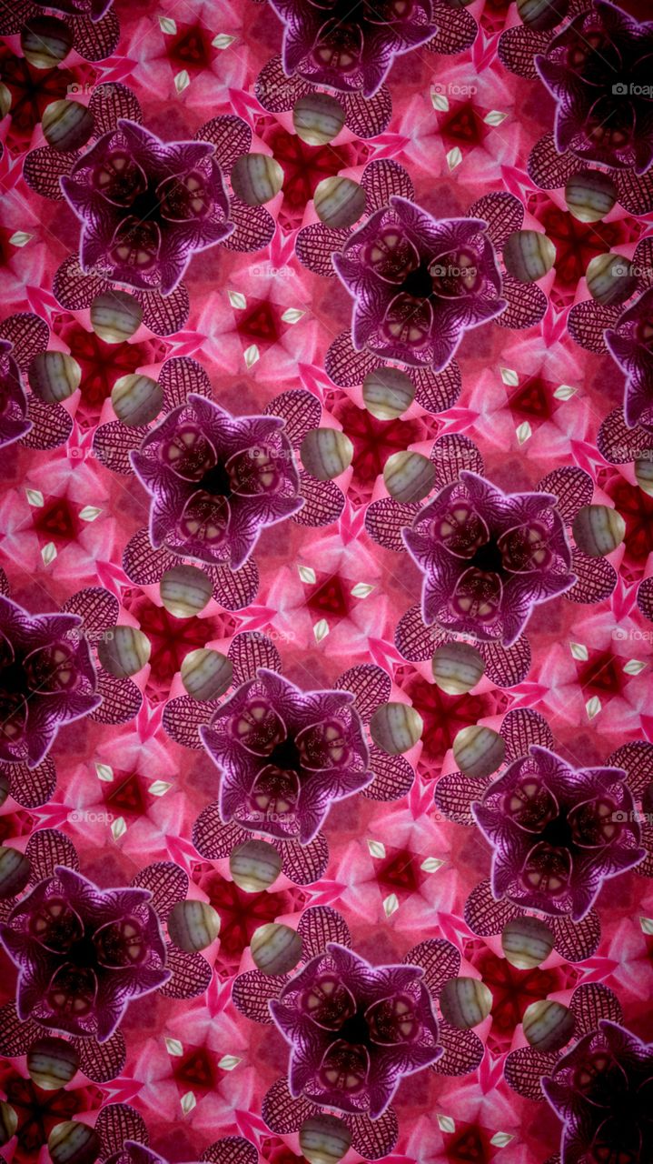 Orchid Kaleidoskop 