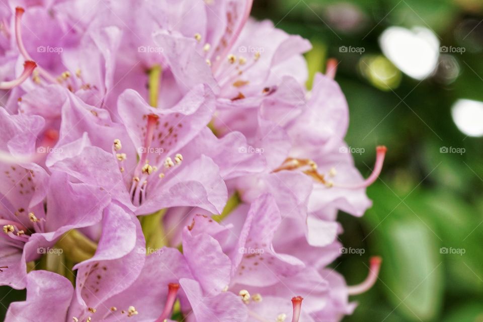 My beautiful rhododendron in full bloom ... 