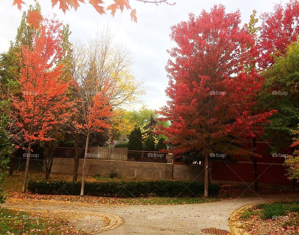 Beautiful Autumn Toronto 