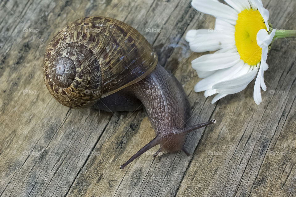 Snail with flower