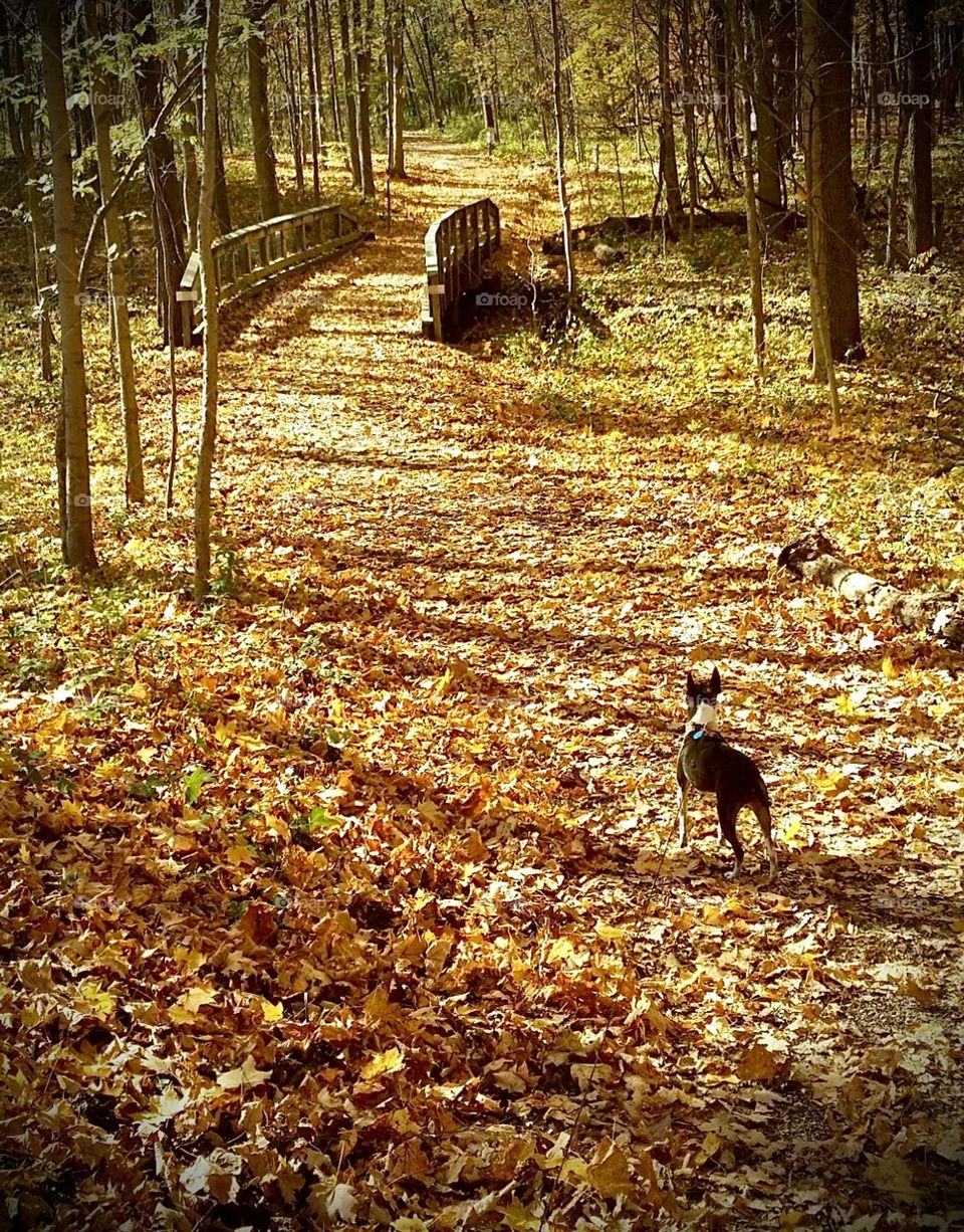 Autumn Path