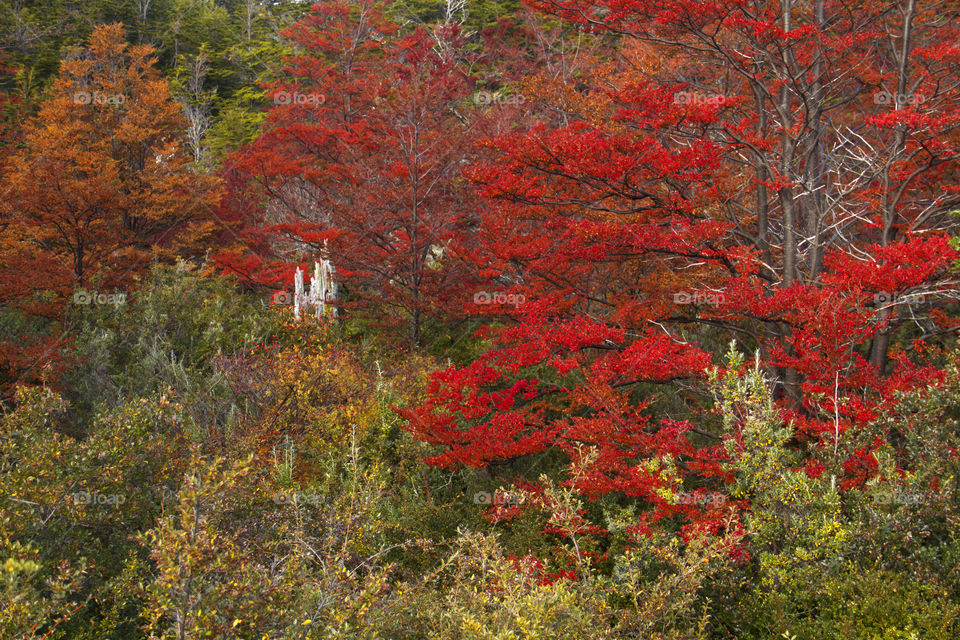 Forest in Patagonia Argentina.