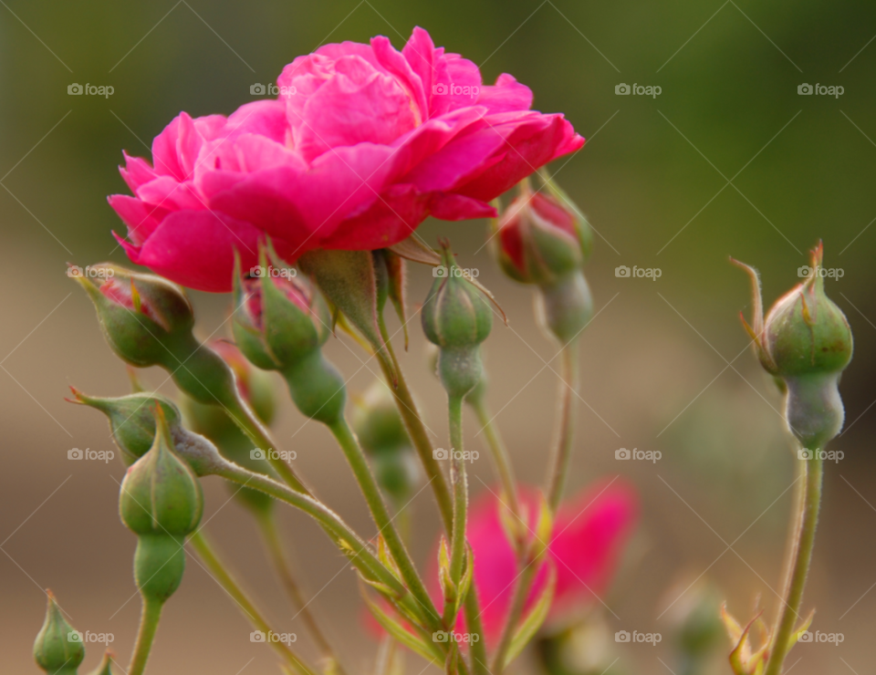 pink rose baby roses pink rose and babies by lightanddrawing