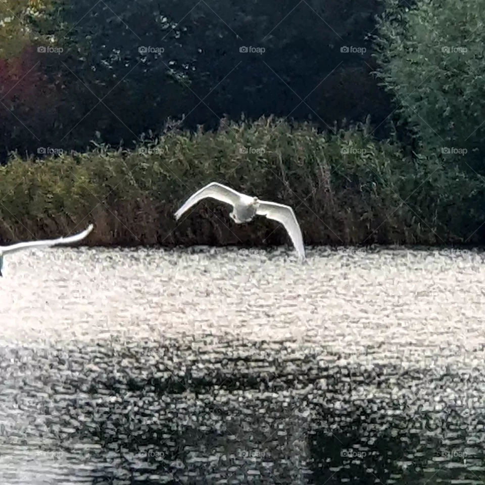 A flying swan above the lake