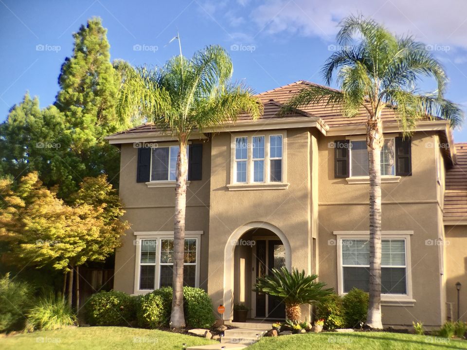 Luxury house and palm trees 