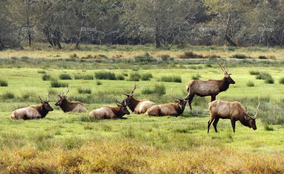 Elk