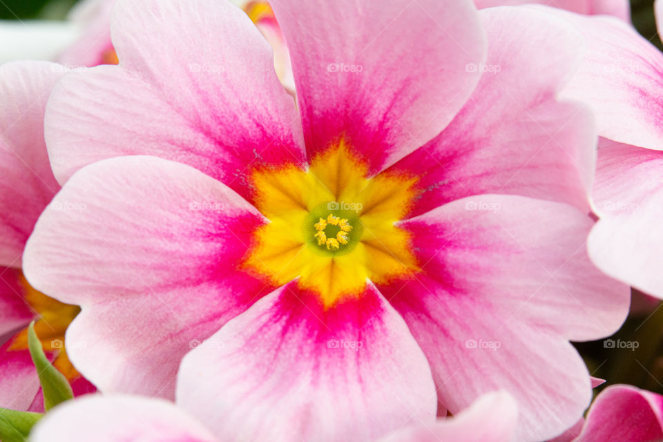 close-up of a beautiful pink blossom