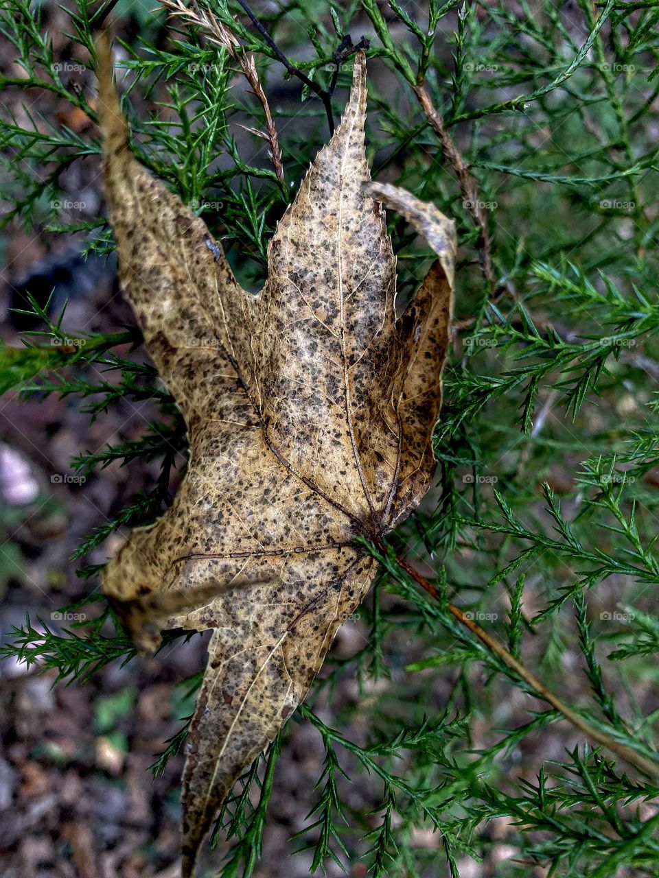 Golden Leaf On Cedar
