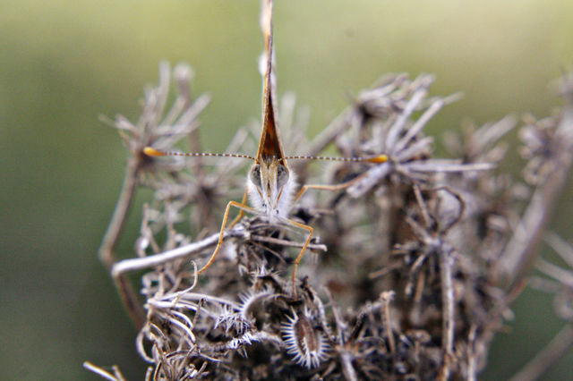 moth